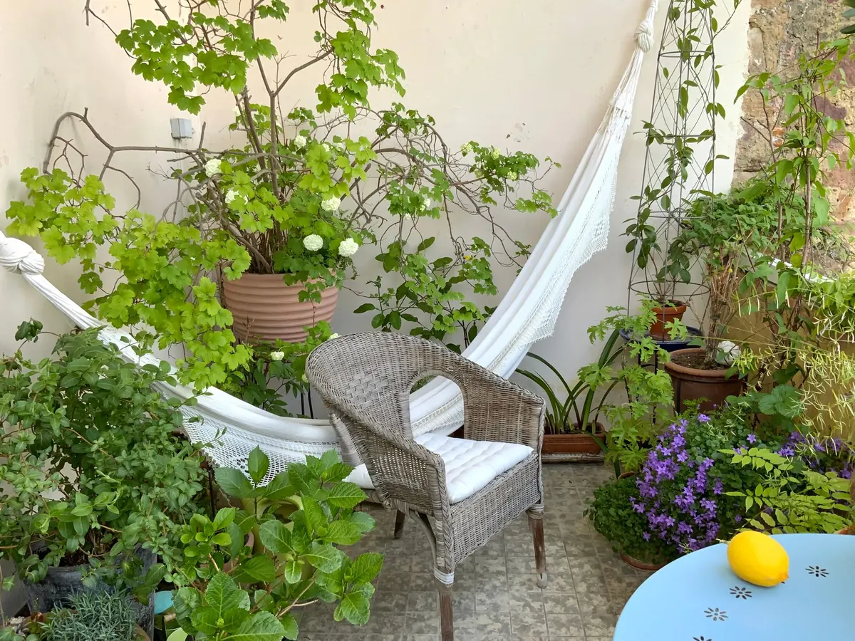 Best Plants for North-Facing Balconies and Shady Patios in the UK